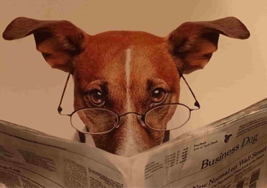 A dog wearing glasses and reading a paper, symbolizing the humorous side of analyzing important information.